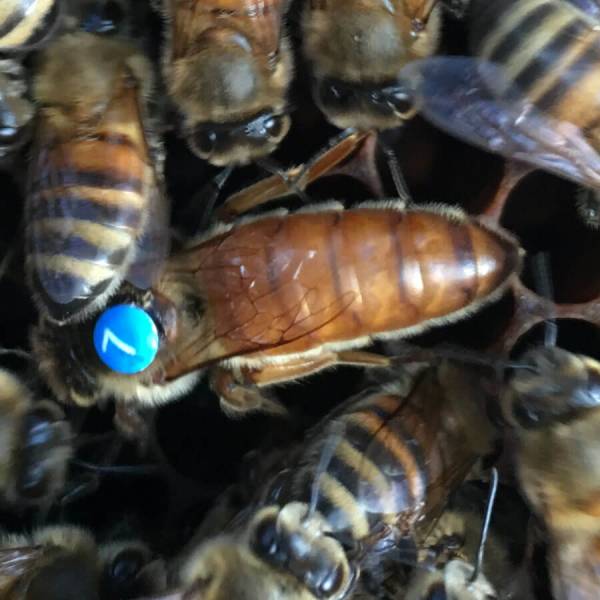 Bienenzuchtkönigin Bienenmarkierungsstifte Set Von 5 