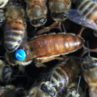 Künstlich besamte Buckfast Bienenkönigin