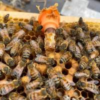 Künstlich besamte Buckfast Bienenkönigin