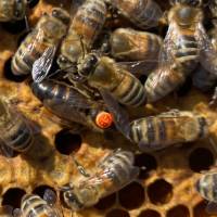vorselektierte Belegstellen begattete Buckfast Bienenkönigin