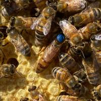 vorselektierte Belegstellen begattete Buckfast Bienenkönigin