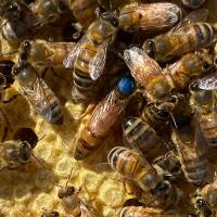 Buckfast Bienenkönigin F1 Früh- bzw. Schnelllieferung: Aufschlag pro Stück
