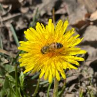 Buckfast Bienenkönigin F1 Früh- bzw. Schnelllieferung: Aufschlag pro Stück