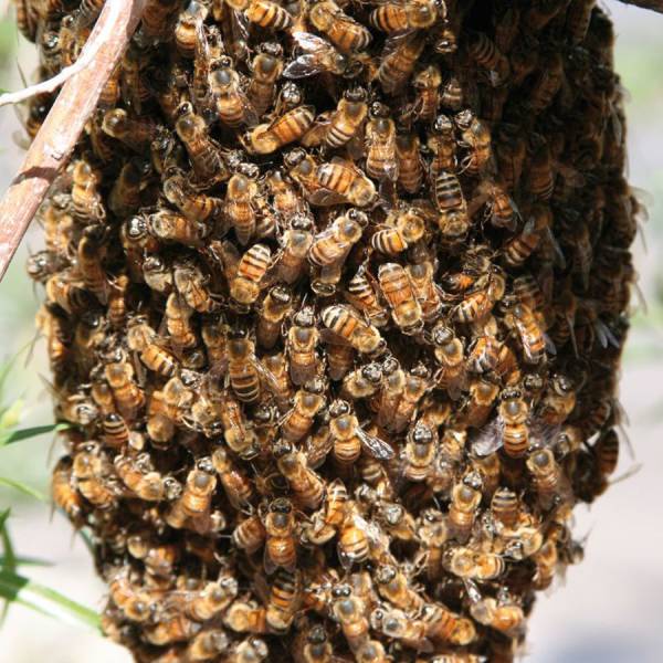 Kunstschwarm ca. 1,5 kg Bienen Fr&uuml;hlieferung: Aufschlag pro St&uuml;ck Buckfast