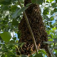Kunstschwarm ca. 1,5 kg Bienen Fr&uuml;hlieferung: Aufschlag pro St&uuml;ck Carnica