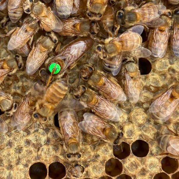 Königin Ausschließer Schaufel für Kasten Bienen Kasten Bienen 