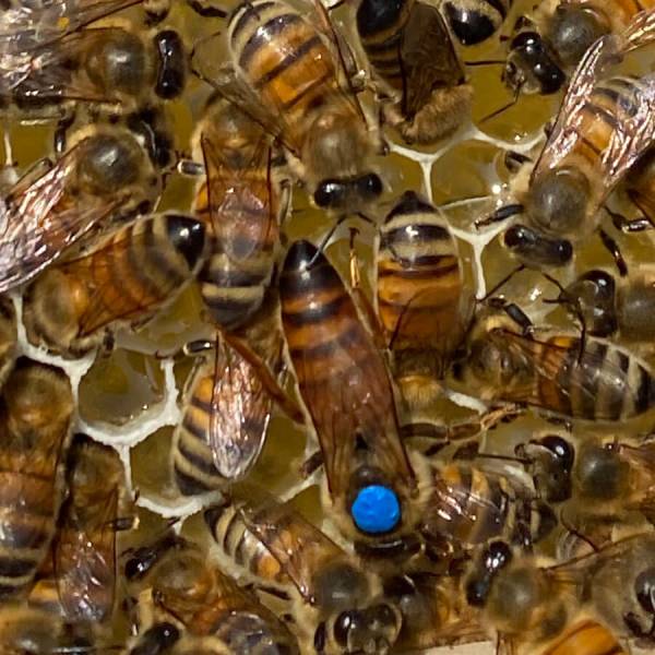 Buckfast Bienenkönigin unbegattet