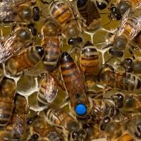 Buckfast Bienenk&ouml;nigin unbegattet in der Reihenfolge der Bestellungen
