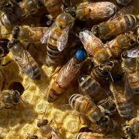 Buckfast Bienenk&ouml;nigin unbegattet in der Reihenfolge der Bestellungen