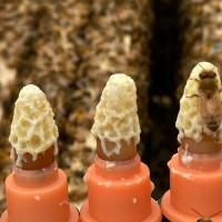 unbegattete Carnica Bienenk&ouml;nigin in der Reihenfolge der Bestellungen