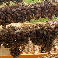 unbegattete Ligustica Bienenkönigin in der Reihenfolge der Bestellungen
