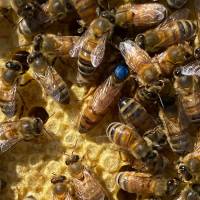 Buckfast Bienenkönigin Honiglinie in der Reihenfolge der Bestellungen