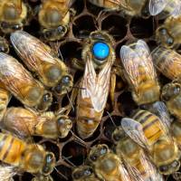 Buckfast Bienenk&ouml;nigin Honiglinie in der Reihenfolge der Bestellungen