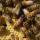 Buckfast Bienenk&ouml;nigin Honiglinie in der Reihenfolge der Bestellungen