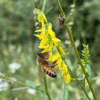 Buckfast Bienenkönigin Honiglinie Früh- bzw. Schnelllieferung: Aufschlag pro Stück