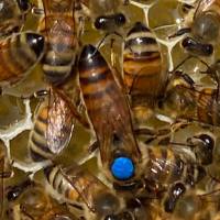 Buckfast Bienenkönigin Honiglinie Früh- bzw. Schnelllieferung: Aufschlag pro Stück