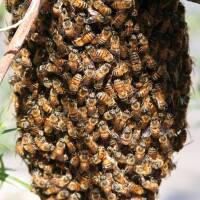 Kunstschwarm ca. 1,5 kg Bienen in der Reihenfolge der Bestellungen ohne Königin