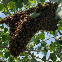 Kunstschwarm ca. 1,5 kg Bienen in der Reihenfolge der Bestellungen ohne Königin
