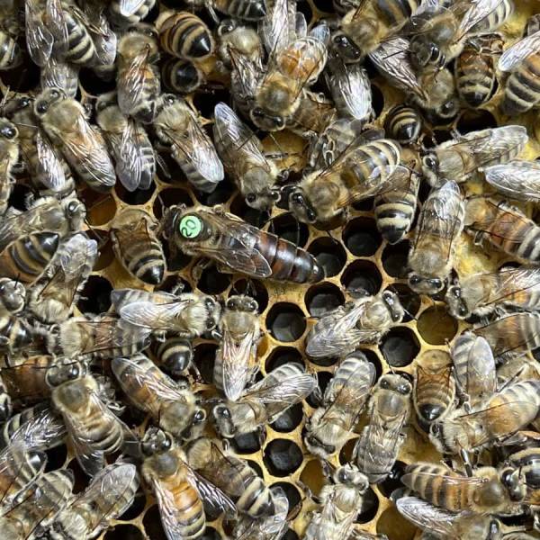 Stefan Luff - B 1587.20 Buckfast Bienenkönigin Früh- bzw. Schnelllieferung: Aufschlag pro Stück
