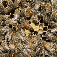 Stefan Luff - B 4434-63 Buckfast Bienenkönigin Früh- bzw. Schnelllieferung: Aufpreis pro Stück
