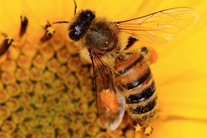 Biene mit Pollen auf einer Blume