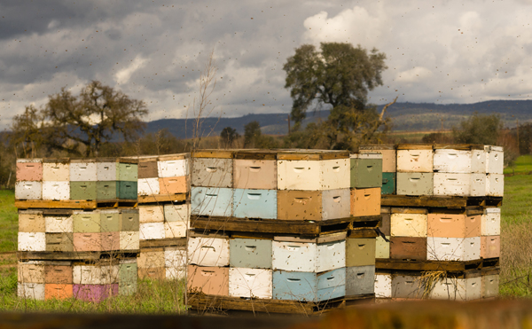 Viele Bienenstöcke von einem Berufsimker