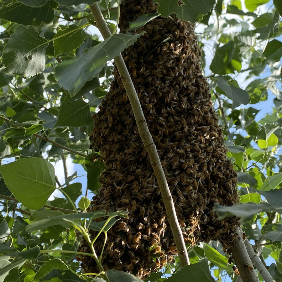 Bienenschwarm in einem Baum