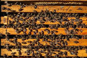 Wirtschaftsvolk mit Bienen und Waben von oben