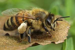 Biene mit Pollen und Beinen, Fühler