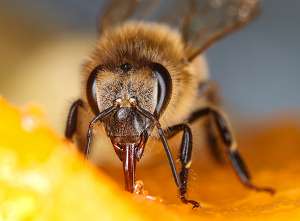 Biene mit Rüssel