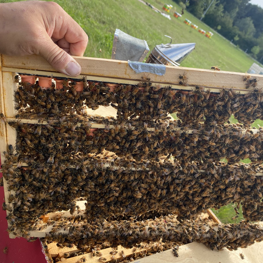 Zuchtleiste mit vielen Bienen und Königinnenzellen