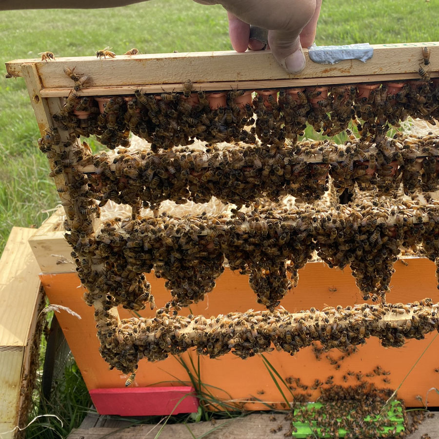 viele Bienen an einem Zuchtrahmen