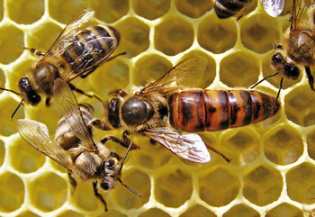 Bienenkönigin ohne Zeichnung auf der Wabe