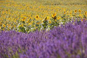 Sonnenblumenfeld neben Lavendelfeld