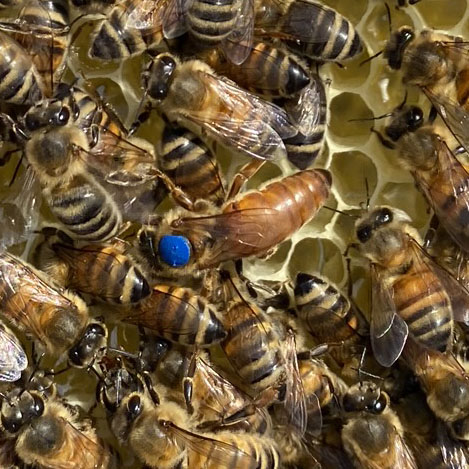 Buckfast Bienenköngin von der Imkerei fleissigesbienchen.de